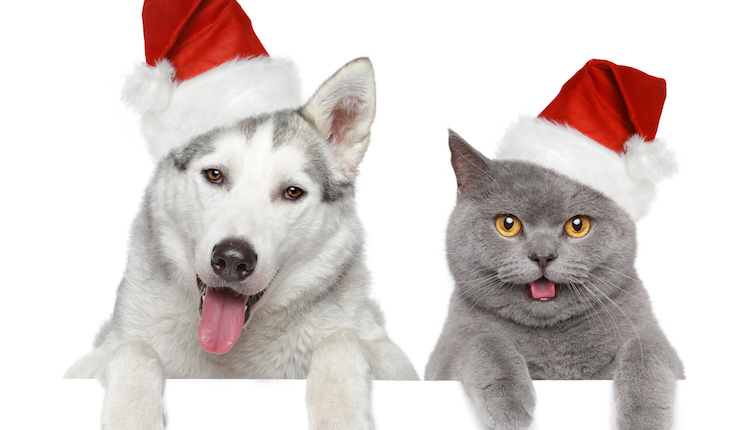 Dog and cat in Santa red hats